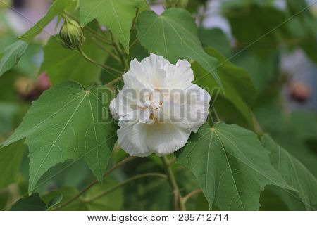 Close Up Of Hibiscus Mutabilis At Park Autumn
