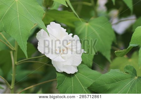 Close Up Of Hibiscus Mutabilis At Park Autumn