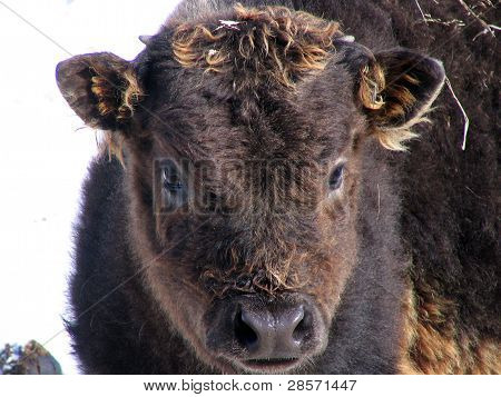 schwarz Bison Kalb