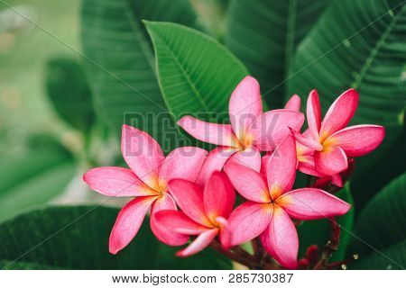 Copy Space Of Plumeria (frangipani) Flower Or Leelawadee Thailand Name.