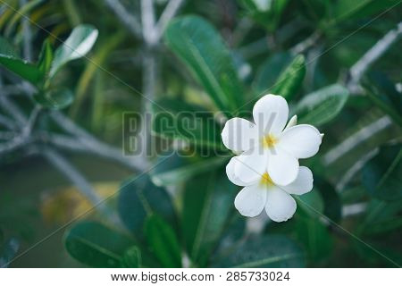 Copy Space Of Plumeria (frangipani) Flower Or Leelawadee Thailand Name.