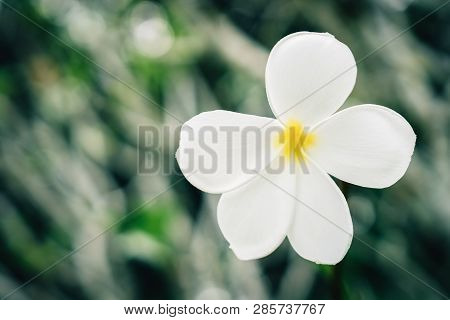 Copy Space Of Plumeria (frangipani) Flower Or Leelawadee Thailand Name.