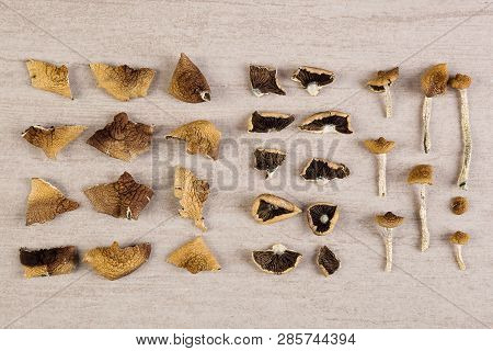 Magic Mushrooms From Above. Knolling Flat Lay Background. Entheogen, Alternative Medicine.