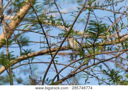Yellow-rumped Warbler Setophaga Coronata Perches On A Tree