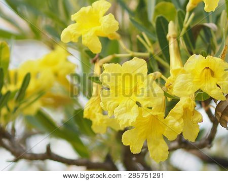 Nerium Oleander Apocynaceae Oleander Sweet Oleander Rose Bay Yellow Flower Beautiful In Nature