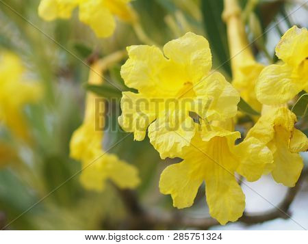 Nerium Oleander Apocynaceae Oleander Sweet Oleander Rose Bay Yellow Flower Beautiful In Nature