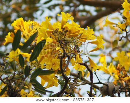 Oleander Apocynaceae Oleander Sweet Oleander Rose Bay Yellow Flower Beautiful In Nature