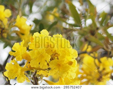 Oleander Apocynaceae Oleander Sweet Oleander Rose Bay Yellow Flower Beautiful In Nature