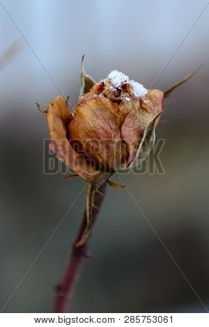 Winter In The Garden. Hoarfrost On The Petals Of A Pink Rose, The First Frost.