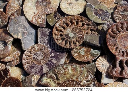 Died-out Cephalopoda Mollusks. Background Of Fossil Ammonites. Polished Half Of Petrified Shells As 