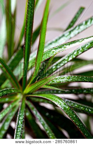 dracena marginata with water drops closeup