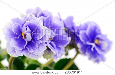 Saintpaulia (african Violets) Isolated On White Background.