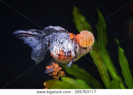 Calico Crown Pearlscale Gold Fish
