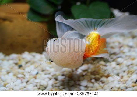 Red And White Oranda Gold Fish