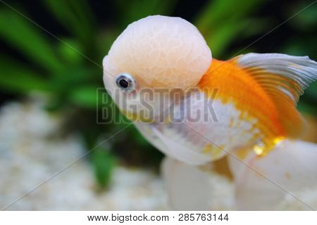 Red And White Oranda Gold Fish