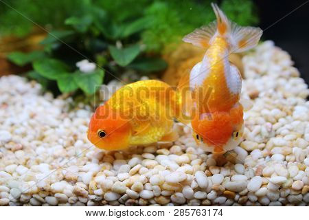 Red And White Ranchu Gold Fish