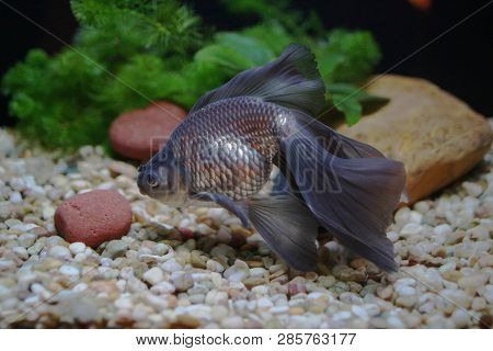 Veiltail Gold Fish At Pond