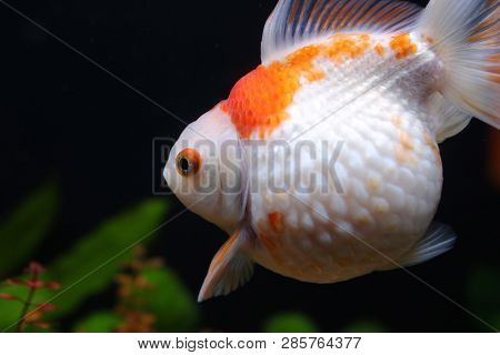 Golf Ball Peralscale Gold Fish