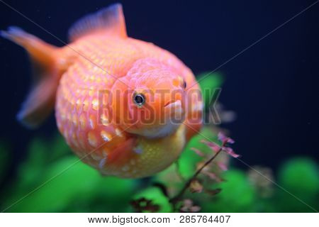 Golf Ball Peralscale Gold Fish