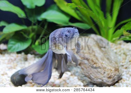 Blue Phoenix Eggfish Gold Fish