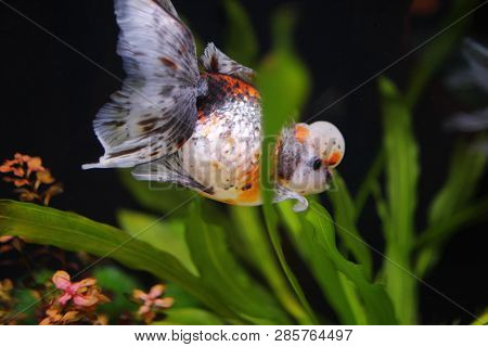 Calico Crown Pearlscale At The Pond