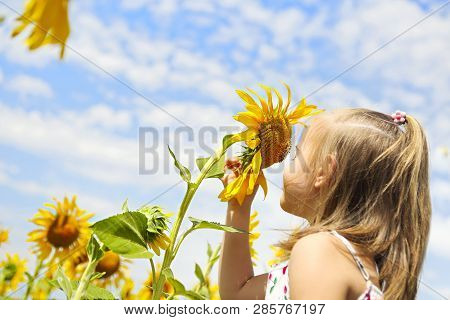 Child Playing In Sunflower Field On Sunny Summer Day. Little Girl Plays With Sunflowers.