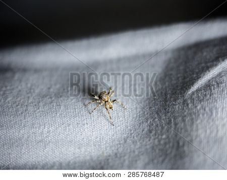 Close Up Common House Spider Isolated On Fabric