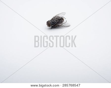 Close - Up Common Housefly (insect) Isolated On A White Background.