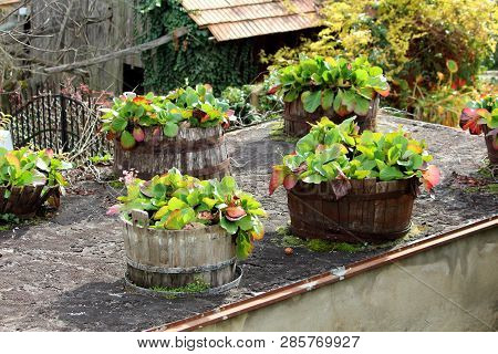 Bergenia Or Elephant Eared Saxifrage Or Elephants Ears Flowering Plants Planted In Multiple Old Wood