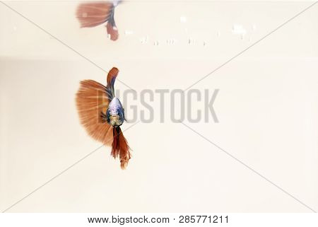 Male Siamese Fighting Fish Isolated White Background, Orange Halfmoon Betta Splendens