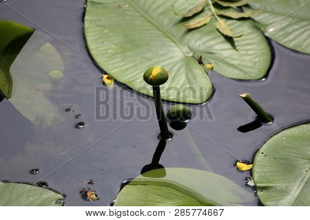 Closed Yellow Flower Of Water Lily Or Nymphaea Aquatic Rhizomatous Perennial Herb Plant Waiting To O