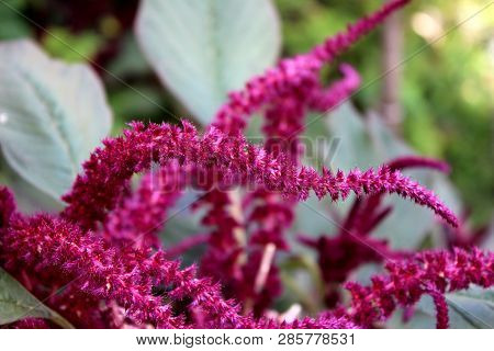 Dark Pink Amaranth Or Amaranthus Cosmopolitan Annual Plant Flowers Arranged In Colourful Bracts Look