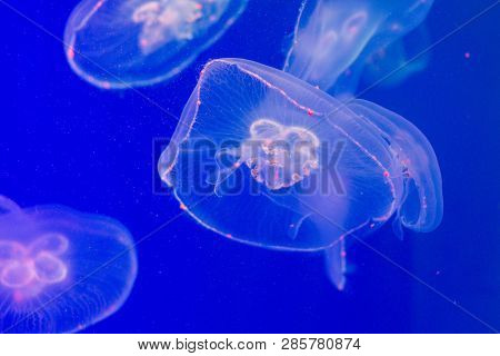 In The Water With A Muffled Light Swims A Very Beautiful Creature Named Jellyfish. It Seems To Merge