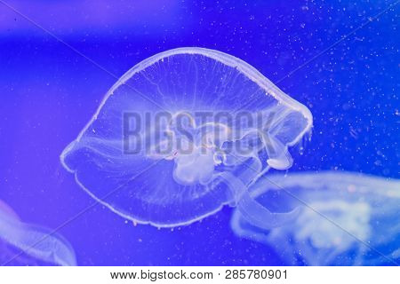 In The Water With A Muffled Light Swims A Very Beautiful Creature Named Jellyfish. It Seems To Merge