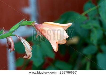 Gladiolus Or Sword Lily Perennial Cormous Flowering Plant With Sword Shape Large Light To Dark Orang