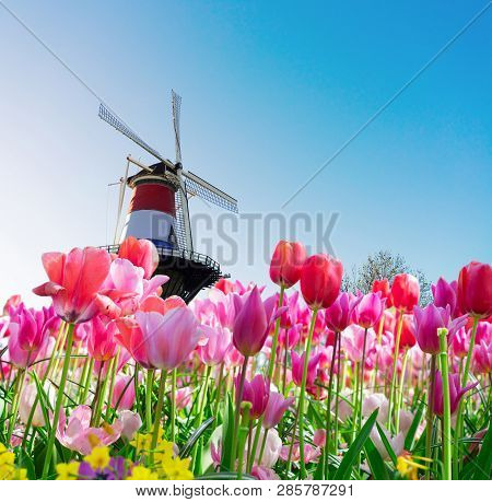 Windmill Wrapped In Netherlands Three Colored Flag, With Pink Tulips Holland