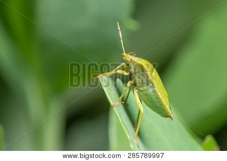 Closeup Of An Adult Green Shield Bug (palomena, Pentatomidae) Sitting On A Green Leaf