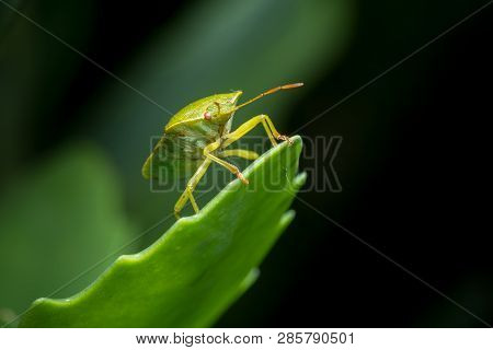 Closeup Of An Adult Green Shield Bug (palomena, Pentatomidae) Sitting On A Green Leaf