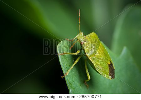 Closeup Of An Adult Green Shield Bug (palomena, Pentatomidae) Sitting On A Green Leaf