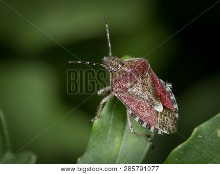 Closeup Of An Adult Sloe Bug (dolycoris Baccarum, Pentatomidae) Sitting On A Green Leaf