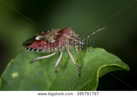 Closeup Of An Adult Sloe Bug (dolycoris Baccarum, Pentatomidae) Sitting On A Green Leaf