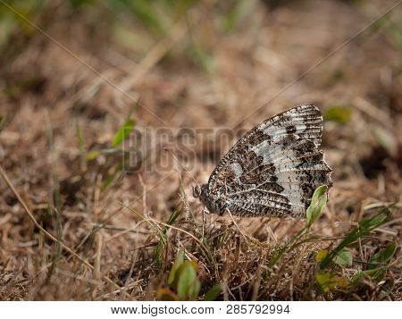 A Great Banded Grayling Butterfly (brintesia Circe, Nymphalidae) Resting On Dry Grass