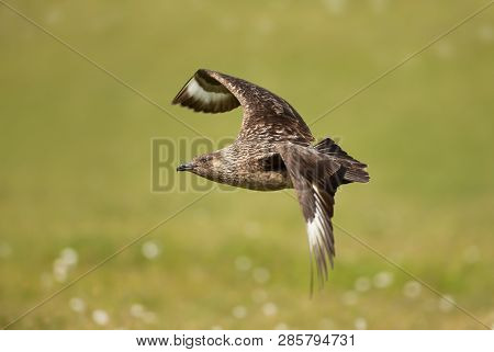 Close Up Of Great Skua In Flight Against Green Background, Shetland Islands, Uk.