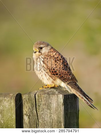 Close Up Of A Common Kestrel (falco Tinnunculus) Perched On A Wooden Post Against Colorful Backgroun