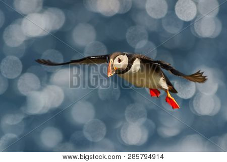 Close Up Of Atlantic Puffin In Flight, Noss Island, Shetland Islands.