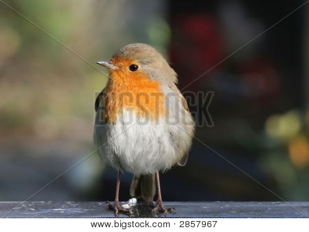 Robin