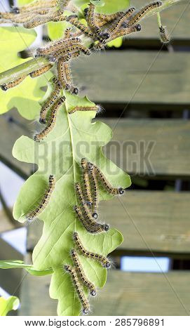 The Caterpillars Eat The Leaves Of Trees