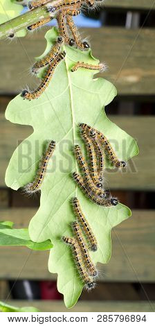 The Caterpillars Eat The Leaves Of Trees