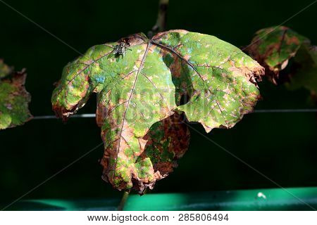 Shriveled Partially Dried Large Vine Leaf With Brown Spots And Small Fly Sitting On Top In Local Gar