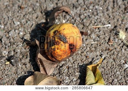 Shriveled Rotten Pear Left On Ground With Large Fly On Top Surrounded With Fallen Leaves And Paved R